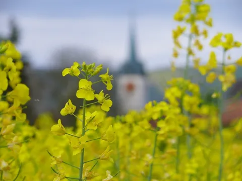 Blühende Kirchenlandschaft (Foto: Werner Näf) Blühende Kirchenlandschaft: Rapsblüten vor Kirche (Foto: Werner Näf)